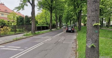lipy mickiewicza gliwice