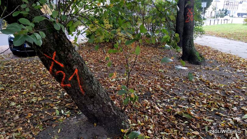 In Nowy Świat, 11 trees disappear between roads.  ZDM: security risk – 24GLIWICE – Gliwice Portal
