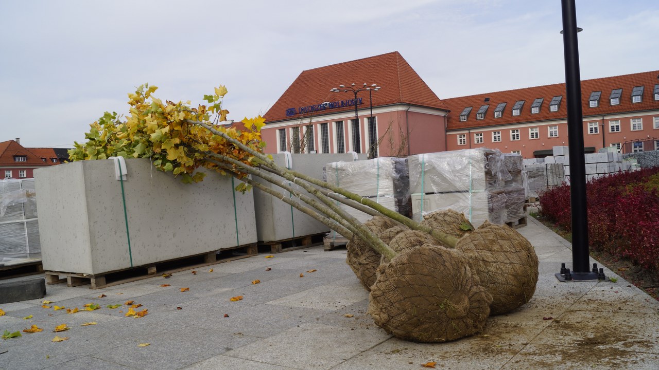 Nasadzanie tulipanowców i głogów przed dworcem PKP. W tym miejscu przed modernizacją rosły duże i zdrowe drzewo, które wycięto. Fot. ZDM Gliwice