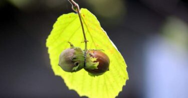 orzechy laskowe sadzonki