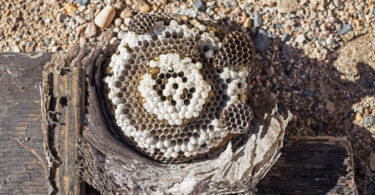 jak odstraszyc osy i szerszenie