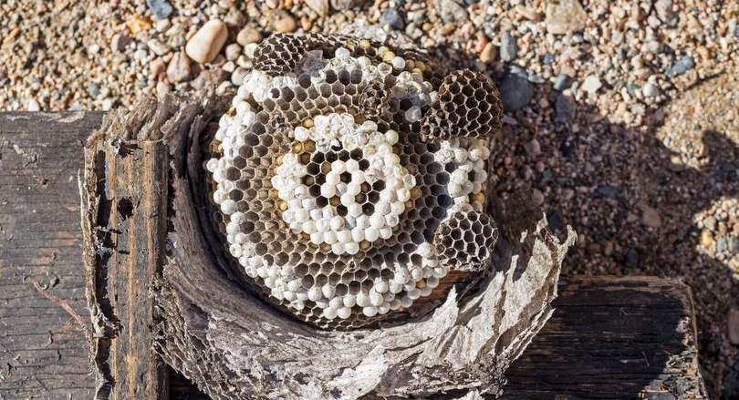 jak odstraszyc osy i szerszenie