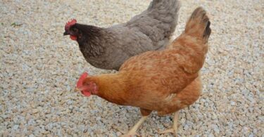 Na ilustracji widoczne są dwie kury